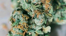 Things To Look For In A Medical Marijuana Dispensary