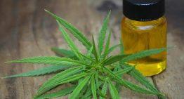 Great Details for the Perfect Usage of the Cannabis Oil
