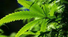 Cannabis Legalization – What it Means