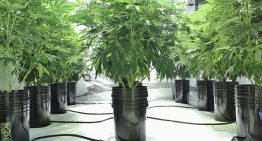 Boost Hydroponic Cannabis Growth: 5 Steps To Make That Happen