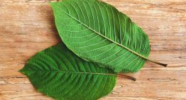 What Is Bali Kratom and what is its Best Dosage?