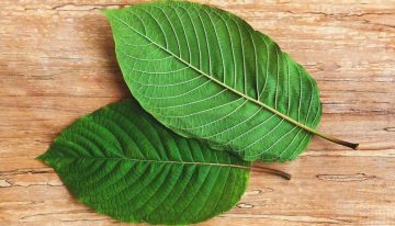 What Is Bali Kratom and what is its Best Dosage?