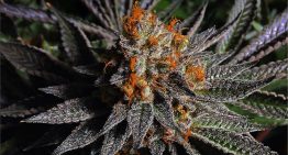 Aroma, Flavor, Appearance & Medicinal Benefits of the Black Mamba Strain